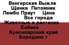 Венгерская Выжла. Щенки. Питомник Лембо Праут. › Цена ­ 35 000 - Все города Животные и растения » Собаки   . Красноярский край,Бородино г.